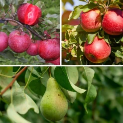 Plant In A Box - Colonnes de fruits - set de 6 - pomme, poire - hauteur 60-70cm - ⌀9cm Online