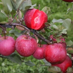 Plant In A Box - Colonnes de fruits - set de 6 - pomme, poire - hauteur 60-70cm - ⌀9cm Online