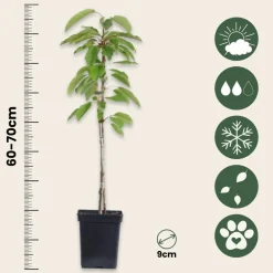 Plant In A Box - Colonnes de fruits - set de 6 - pomme, poire - hauteur 60-70cm - ⌀9cm Online