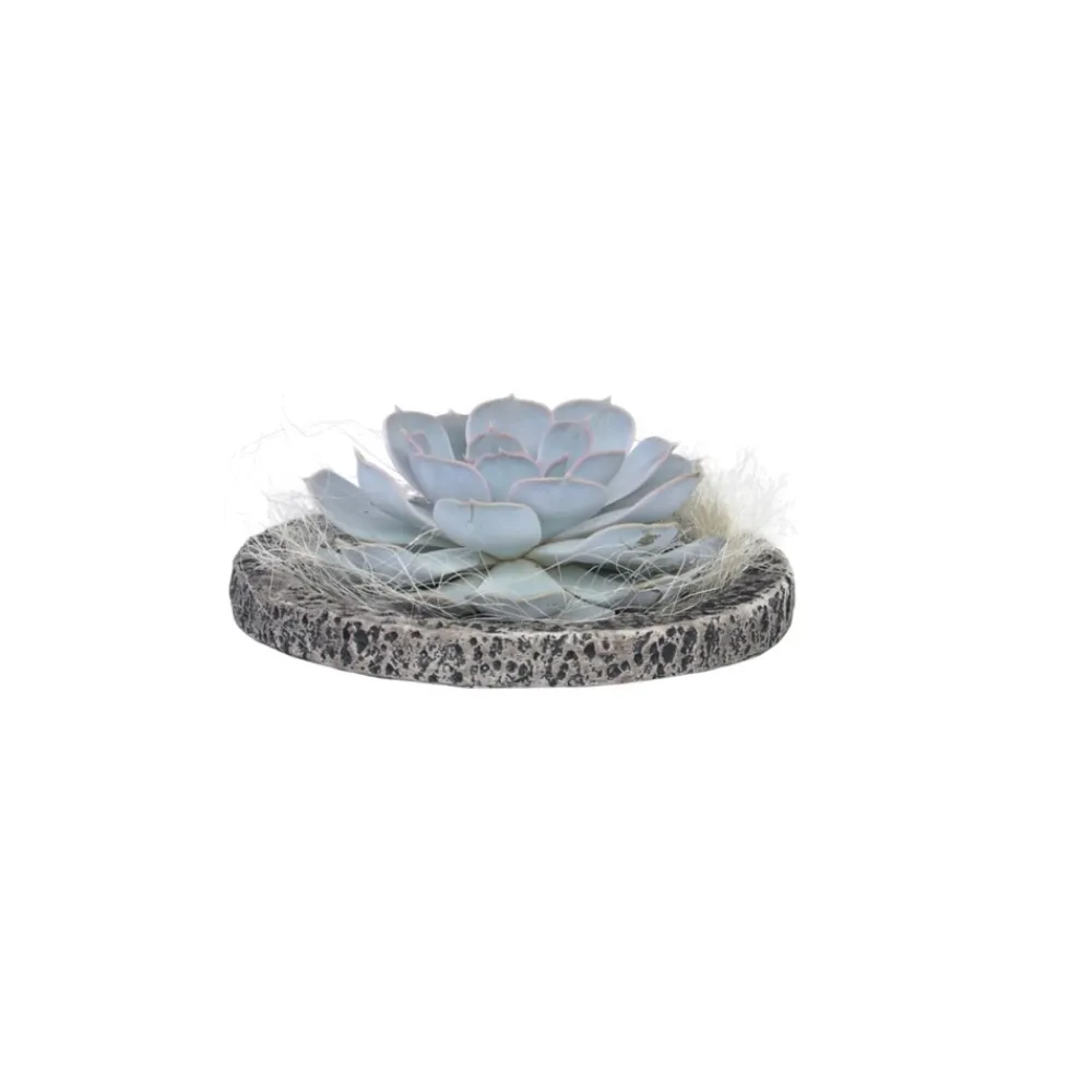 Plant In A Box - Echeveria - echeveria lilacina - hauteur 8cm Outlet