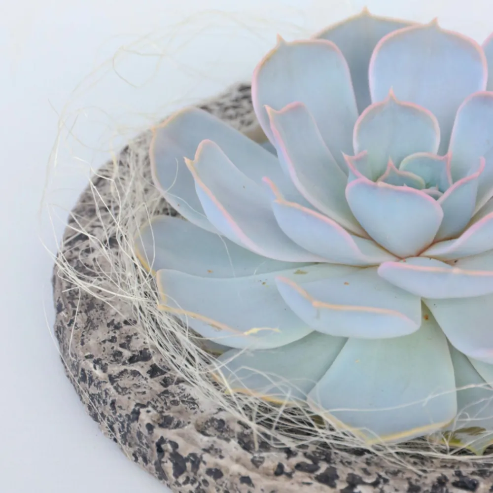 Plant In A Box - Echeveria - echeveria lilacina - hauteur 8cm Outlet