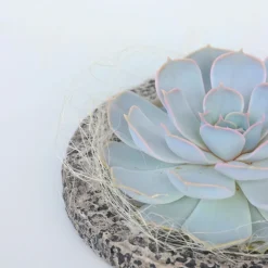 Plant In A Box - Echeveria - echeveria lilacina - hauteur 8cm Outlet