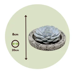Plant In A Box - Echeveria - echeveria lilacina - hauteur 8cm Outlet