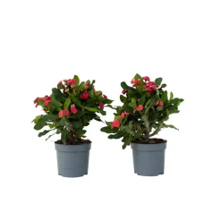 Plant In A Box Cactus Et Plantes Grasses | - Euphorbe de madagascar - set de 2 - euphorbia 'milii' - hauteur 25-35cm - ⌀13cm
