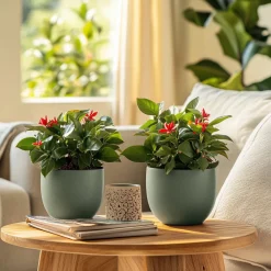 Plant In A Box Cactus Et Plantes Grasses | - Euphorbe de madagascar - euphorbia 'milii' - hauteur 25-35cm - ⌀13cm
