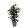 Plant In A Box Plantes Vertes | - Ficus pleureur - ficus benjamina 'danielle' - hauteur 100-110cm - ⌀21cm