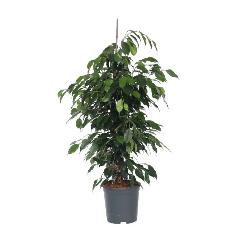 Plant In A Box Plantes Vertes | - Ficus pleureur - ficus benjamina 'danielle' - hauteur 100-110cm - ⌀21cm