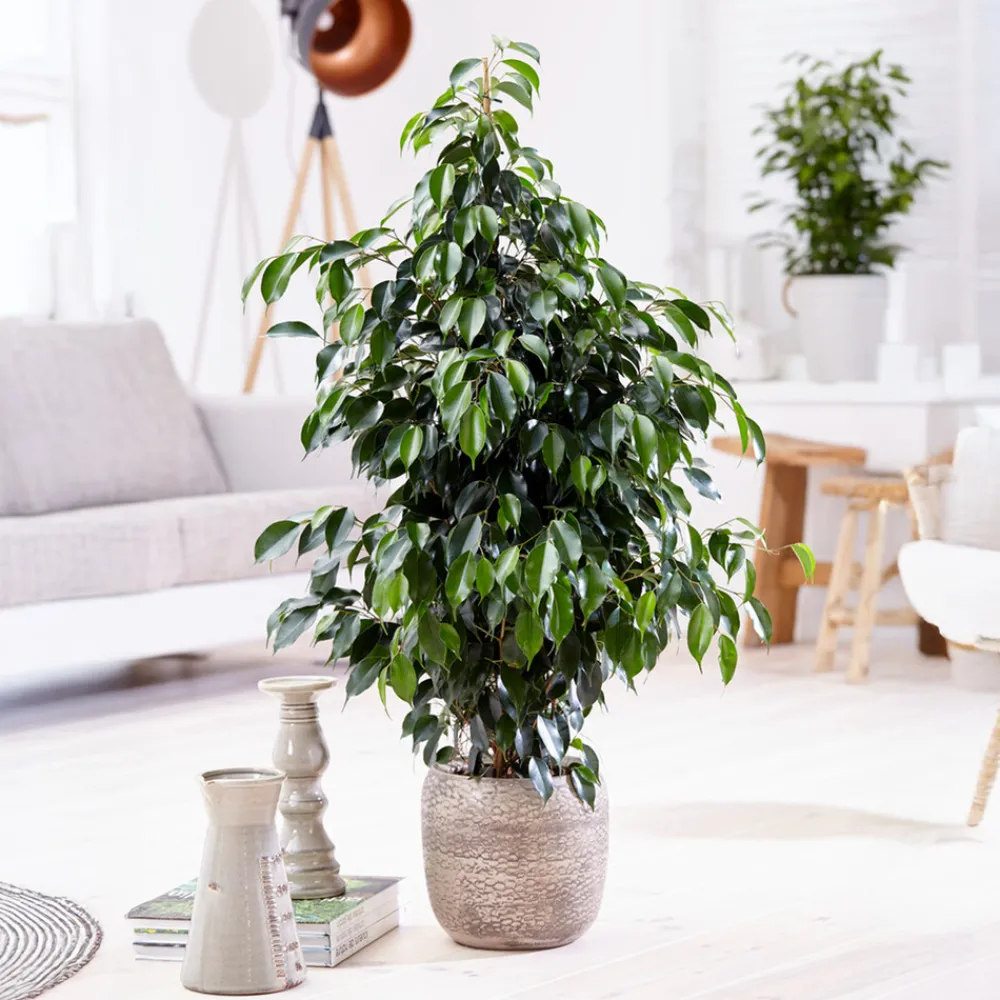 Plant In A Box Plantes Vertes | - Ficus pleureur - ficus benjamina 'danielle' - hauteur 100-110cm - ⌀21cm