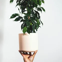 Plant In A Box Plantes Vertes | - Ficus pleureur - ficus benjamina 'danielle' - hauteur 100-110cm - ⌀21cm
