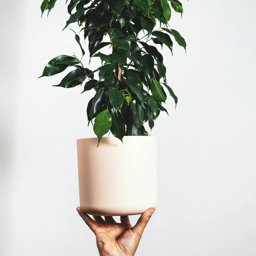 Plant In A Box Plantes Vertes | - Ficus pleureur - ficus benjamina 'danielle' - hauteur 100-110cm - ⌀21cm