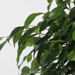 Plant In A Box Plantes Vertes | - Ficus pleureur - ficus benjamina 'danielle' - hauteur 100-110cm - ⌀21cm