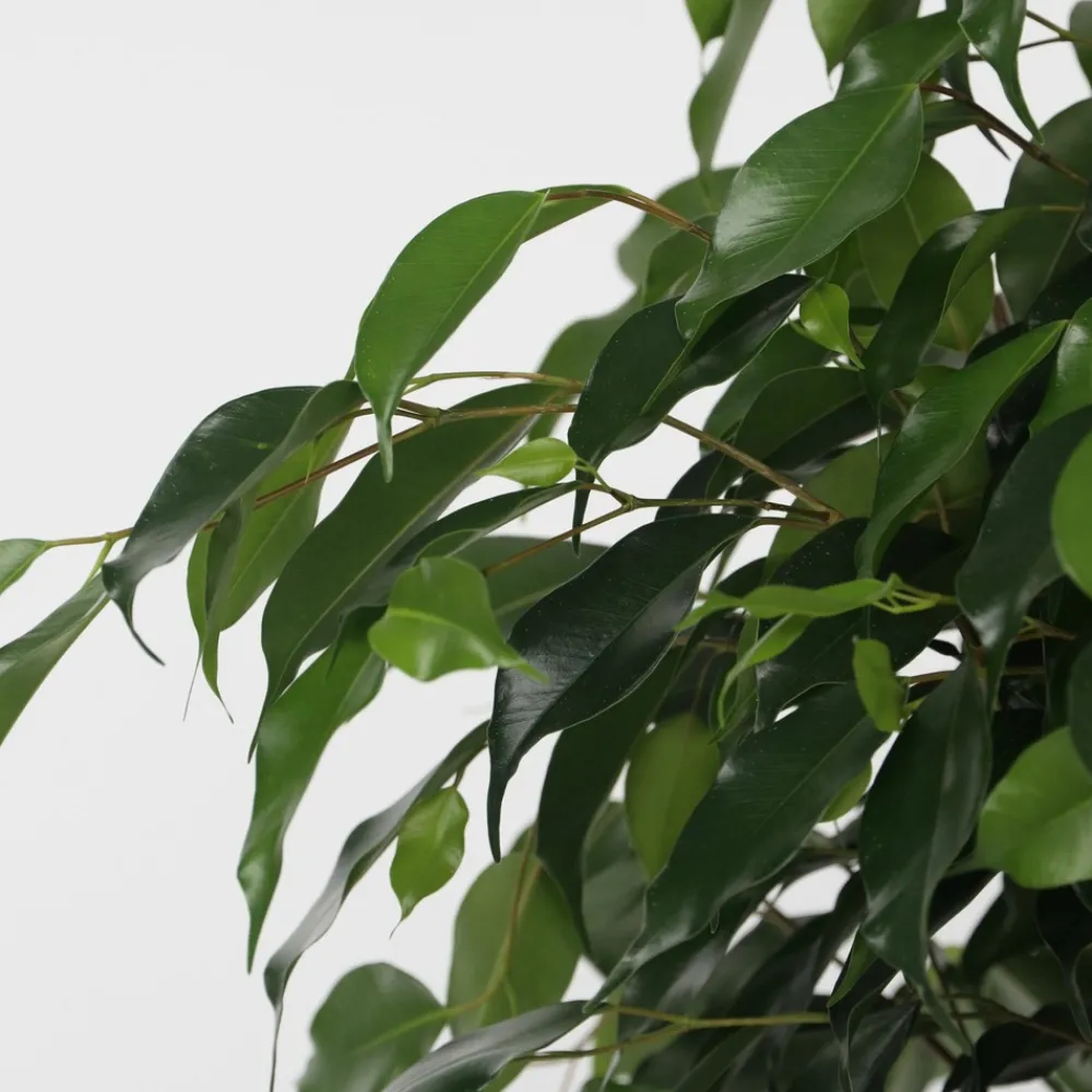 Plant In A Box Plantes Vertes | - Ficus pleureur - ficus benjamina 'danielle' - hauteur 100-110cm - ⌀21cm