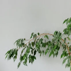 Plant In A Box Plantes Vertes | - Ficus pleureur - ficus benjamina 'danielle' - hauteur 100-110cm - ⌀21cm