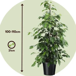 Plant In A Box Plantes Vertes | - Ficus pleureur - ficus benjamina 'danielle' - hauteur 100-110cm - ⌀21cm