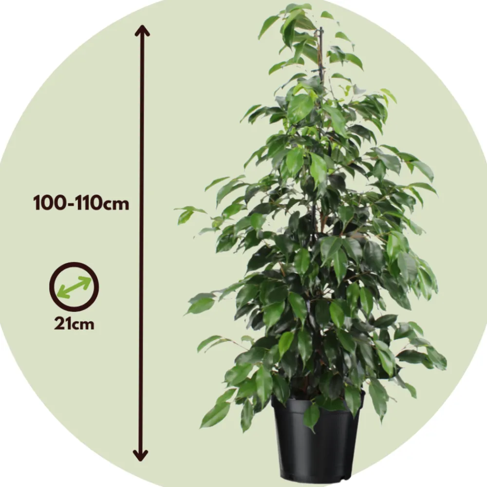 Plant In A Box Plantes Vertes | - Ficus pleureur - ficus benjamina 'danielle' - hauteur 100-110cm - ⌀21cm