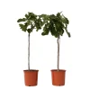 Plant In A Box - Figuier de barbarie - set de 2 - ficus carica - hauteur 70-90cm - ⌀21cm Online