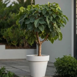 Plant In A Box - Figuier de barbarie - set de 2 - ficus carica - hauteur 70-90cm - ⌀21cm Online