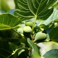 Plant In A Box - Figuier de barbarie - set de 2 - ficus carica - hauteur 70-90cm - ⌀21cm Online