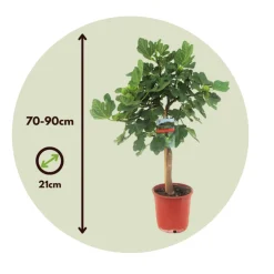 Plant In A Box - Figuier de barbarie - set de 2 - ficus carica - hauteur 70-90cm - ⌀21cm Online