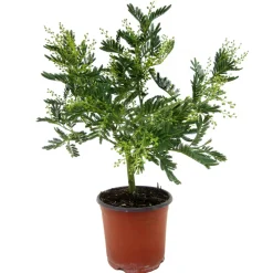 Plant In A Box - Fleur de mimosa - mimosa dealbata - hauteur 40-50cm - ⌀15cm Outlet