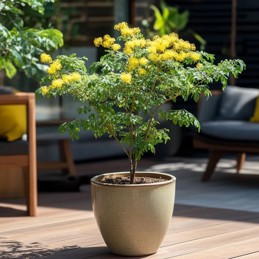 Plant In A Box - Fleur de mimosa - mimosa dealbata - hauteur 40-50cm - ⌀15cm Outlet