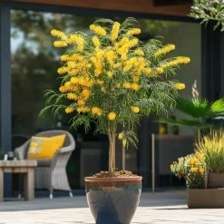 Plant In A Box - Fleur de mimosa - mimosa dealbata - hauteur 40-50cm - ⌀15cm Outlet