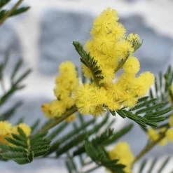Plant In A Box - Fleur de mimosa - mimosa dealbata - hauteur 40-50cm - ⌀15cm Outlet