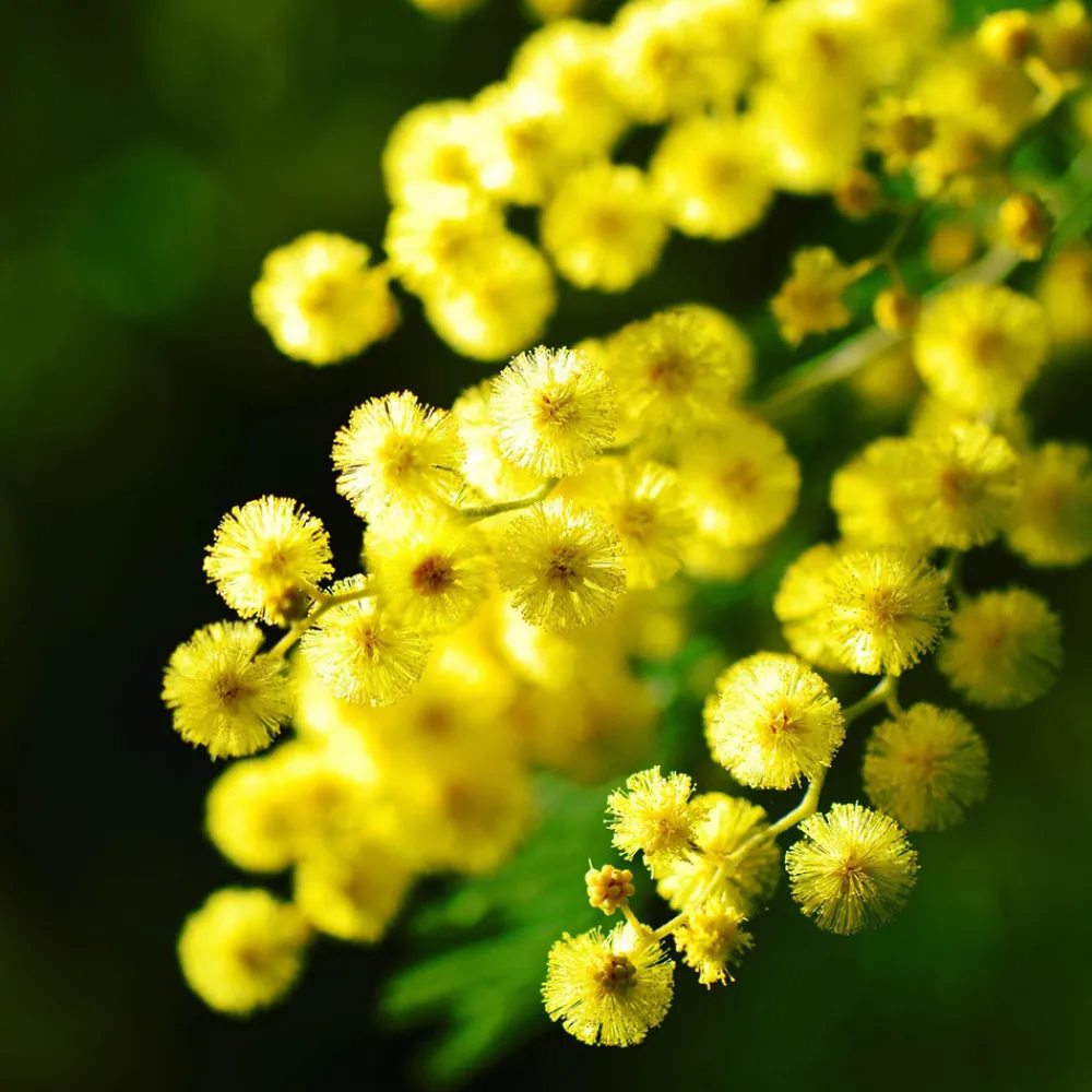 Plant In A Box - Fleur de mimosa - mimosa dealbata - hauteur 40-50cm - ⌀15cm Outlet