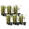 Plant In A Box Fleurs De Saison | - Fleur de mimosa - set de 6 - mimosa dealbata - hauteur 25-40cm - ⌀9cm