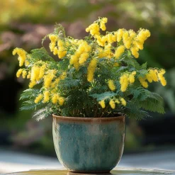 Plant In A Box Fleurs De Saison | - Fleur de mimosa - set de 6 - mimosa dealbata - hauteur 25-40cm - ⌀9cm