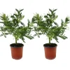 Plant In A Box - Fleur de mimosa - set de 2 - mimosa dealbata - hauteur 40-50cm - ⌀15cm Hot