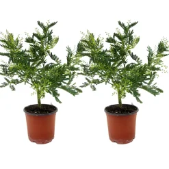 Plant In A Box - Fleur de mimosa - set de 2 - mimosa dealbata - hauteur 40-50cm - ⌀15cm Hot