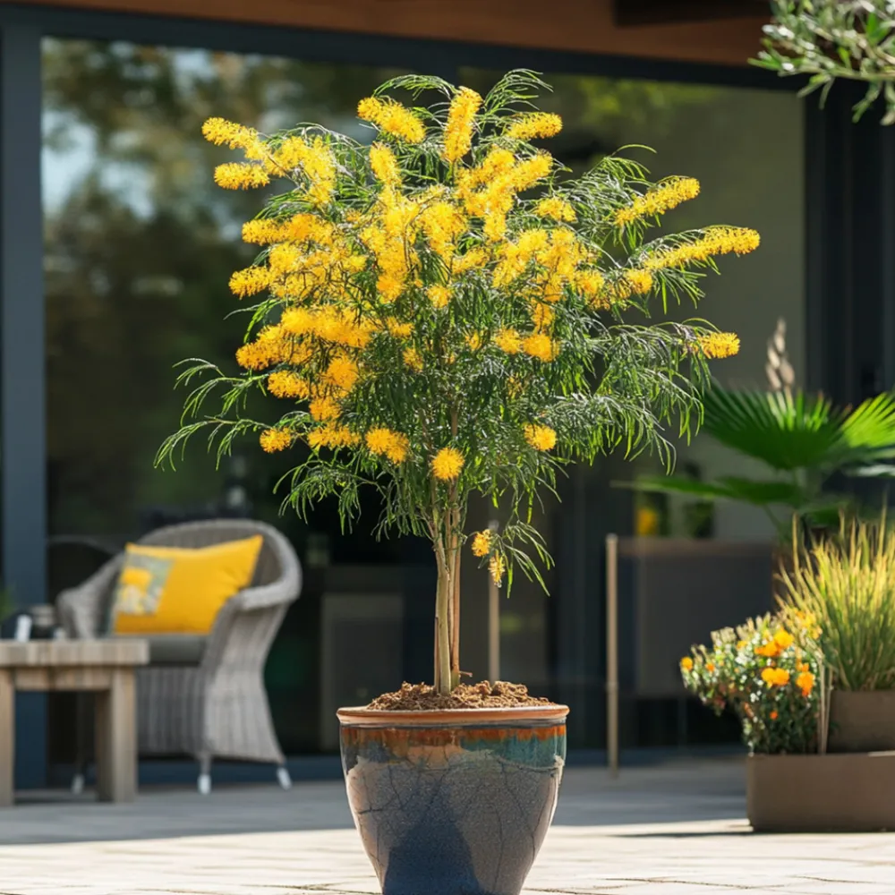 Plant In A Box - Fleur de mimosa - set de 2 - mimosa dealbata - hauteur 40-50cm - ⌀15cm Hot
