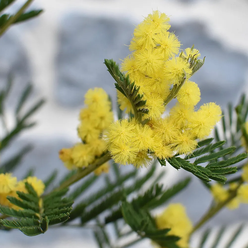 Plant In A Box - Fleur de mimosa - set de 2 - mimosa dealbata - hauteur 40-50cm - ⌀15cm Hot