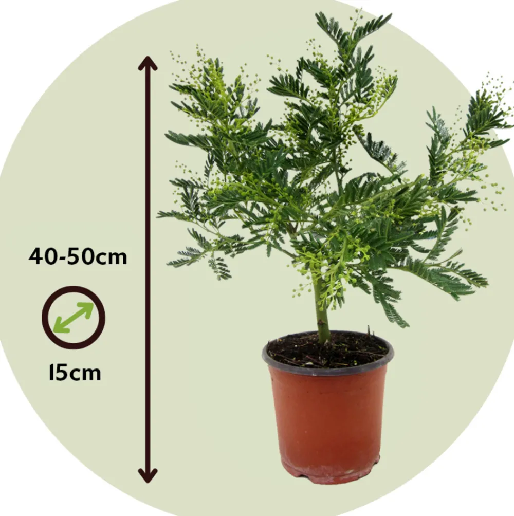 Plant In A Box - Fleur de mimosa - set de 2 - mimosa dealbata - hauteur 40-50cm - ⌀15cm Hot