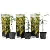 Plant In A Box Fleurs De Saison | - Fleur de mimosa - set de 3 - mimosa dealbata - hauteur 25-40cm - ⌀9cm