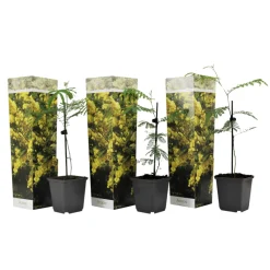 Plant In A Box Fleurs De Saison | - Fleur de mimosa - set de 3 - mimosa dealbata - hauteur 25-40cm - ⌀9cm