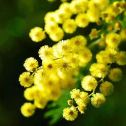 Plant In A Box Fleurs De Saison | - Fleur de mimosa - set de 3 - mimosa dealbata - hauteur 25-40cm - ⌀9cm