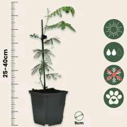 Plant In A Box Fleurs De Saison | - Fleur de mimosa - set de 3 - mimosa dealbata - hauteur 25-40cm - ⌀9cm