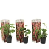 Plant In A Box - Framboise de tay - set de 3 - rubus 'tayberry' - hauteur 25-40cm - ⌀9cm Hot