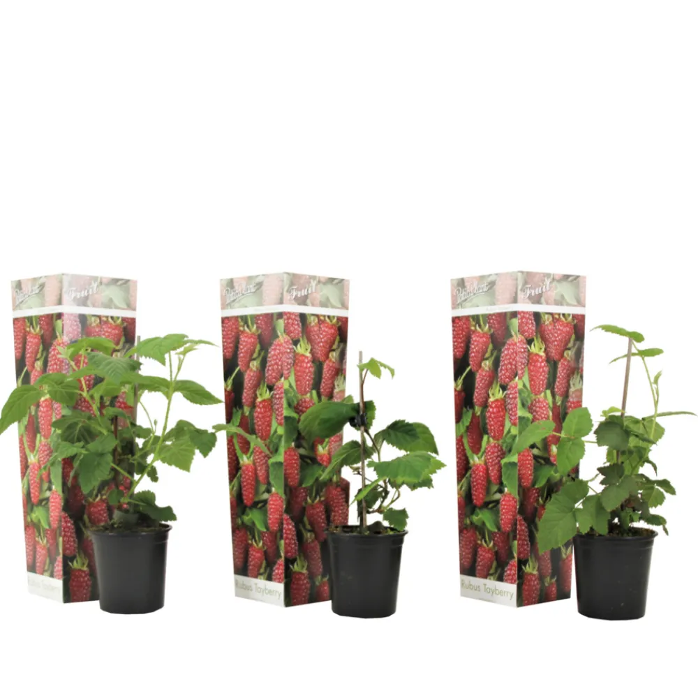 Plant In A Box - Framboise de tay - set de 3 - rubus 'tayberry' - hauteur 25-40cm - ⌀9cm Hot