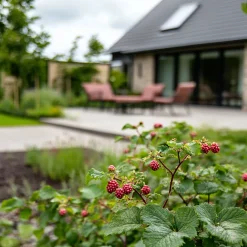 Plant In A Box - Framboise de tay - set de 3 - rubus 'tayberry' - hauteur 25-40cm - ⌀9cm Hot