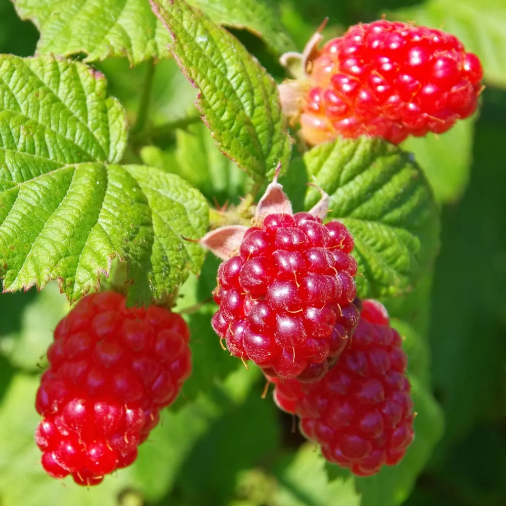 Plant In A Box - Framboise de tay - set de 3 - rubus 'tayberry' - hauteur 25-40cm - ⌀9cm Hot