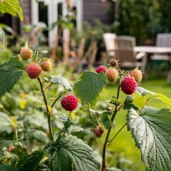 Plant In A Box - Framboise de tay - set de 3 - rubus 'tayberry' - hauteur 25-40cm - ⌀9cm Hot