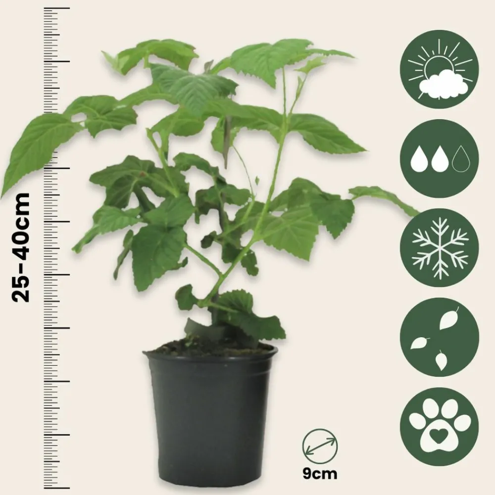 Plant In A Box - Framboise de tay - set de 3 - rubus 'tayberry' - hauteur 25-40cm - ⌀9cm Hot