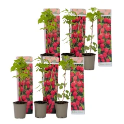 Plant In A Box Fruitiers Et Agrumes | - Framboisier - set de 6 - rubus ideaus 'autumn bliss' - hauteur 25-40cm - ⌀9cm