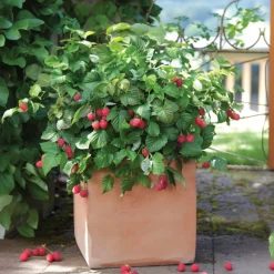 Plant In A Box Fruitiers Et Agrumes | - Framboisier - set de 6 - rubus ideaus 'autumn bliss' - hauteur 25-40cm - ⌀9cm