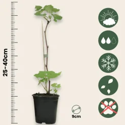 Plant In A Box Fruitiers Et Agrumes | - Framboisier - set de 6 - rubus ideaus 'autumn bliss' - hauteur 25-40cm - ⌀9cm