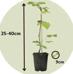 Plant In A Box Fruitiers Et Agrumes | - Framboisier - set de 6 - rubus ideaus 'autumn bliss' - hauteur 25-40cm - ⌀9cm