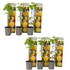 Plant In A Box Fruitiers Et Agrumes | - Framboisier - set de 6 - rubus idaeus 'fallgold' - hauteur 25-40cm - ⌀9cm
